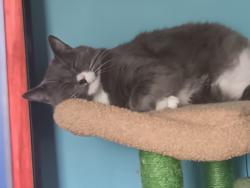 Lost Male Cat last seen Wren subdivision , Hardin Valley, TN 37932