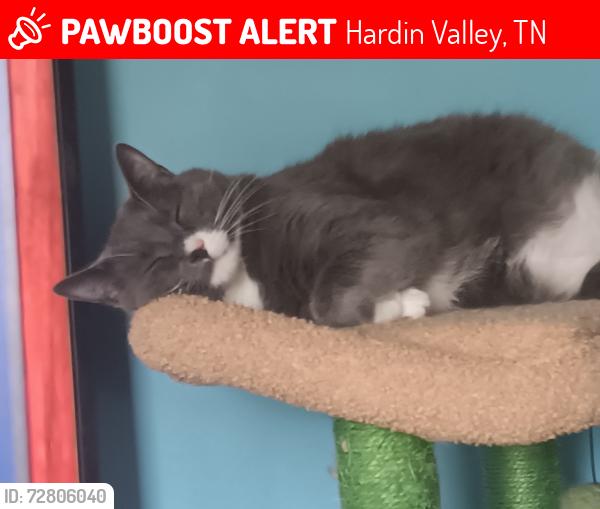 Lost Male Cat last seen Wren subdivision , Hardin Valley, TN 37932