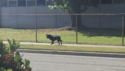 Found/Stray Male Dog last seen Barranca and galatea, Glendora, CA 91740