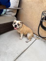 Found/Stray Female Dog last seen Foothill/Cedar, Rialto, CA 92376