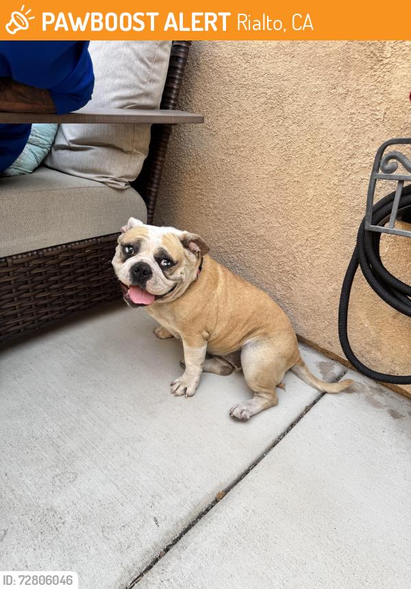 Found/Stray Female Dog last seen Foothill/Cedar, Rialto, CA 92376