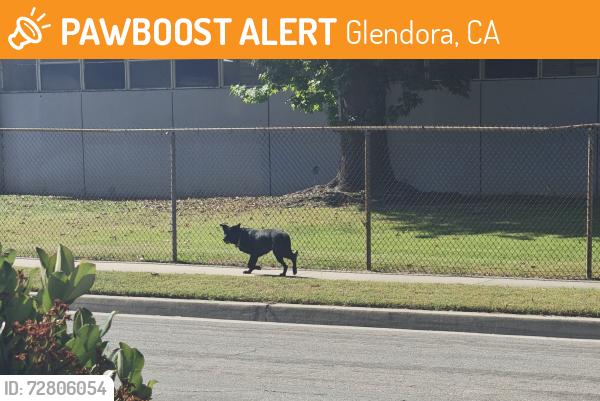 Found/Stray Male Dog last seen Barranca and galatea, Glendora, CA 91740