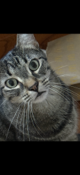 Lost Female Cat last seen West 116th st & Nieman Rd, near 11248 W 116th Terrace near Cobblestone Park, Overland Park, KS 66210