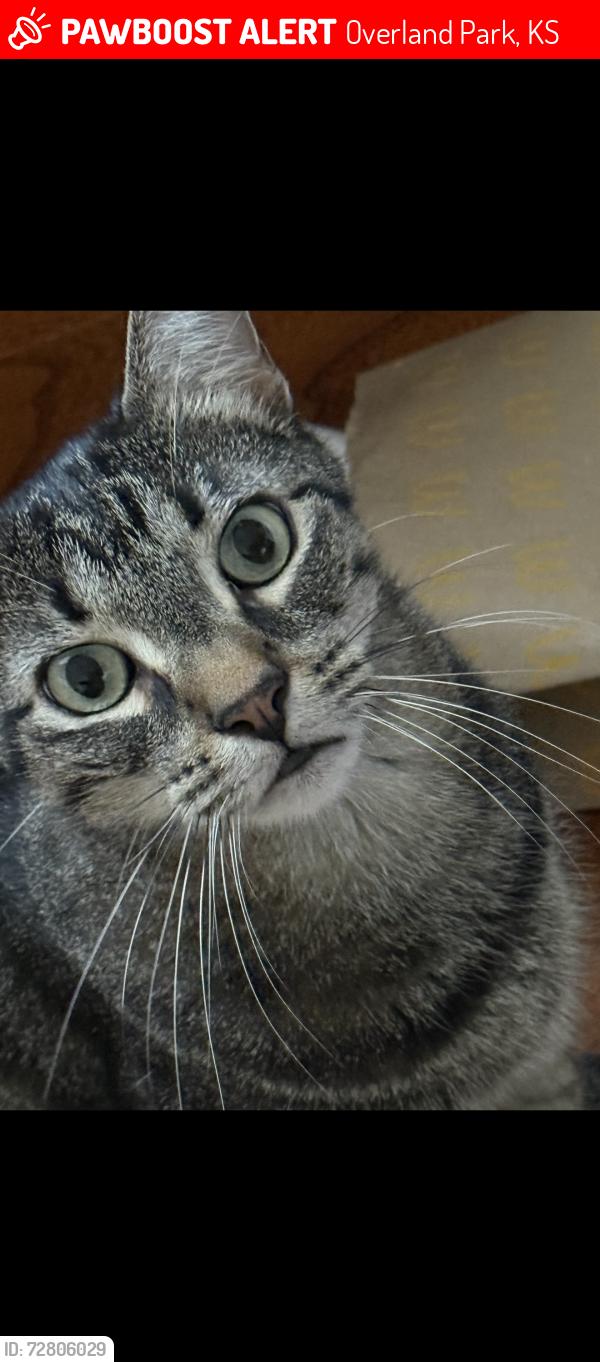 Lost Female Cat last seen West 116th st & Nieman Rd, near 11248 W 116th Terrace near Cobblestone Park, Overland Park, KS 66210