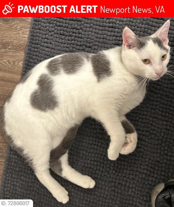 Lost Male Cat last seen Deer Park, the back side of Deer Park apmts, Newport News, VA 23601