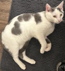 Lost Male Cat last seen Deer Park, the back side of Deer Park apmts, Newport News, VA 23601