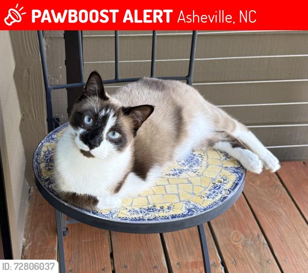 Lost Male Cat last seen Wind in the Oaks s, Asheville, NC 28801