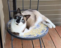 Lost Male Cat last seen Wind in the Oaks s, Asheville, NC 28801