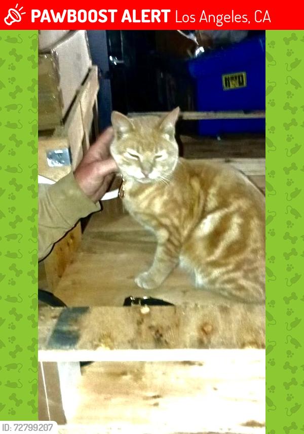 Lost Male Cat last seen Ventura and Campo de Cahuenga  near the Ralphs on Ventura , Los Angeles, CA 91604