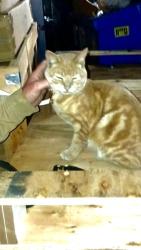 Lost Male Cat last seen Ventura and Campo de Cahuenga  near the Ralphs on Ventura , Los Angeles, CA 91604