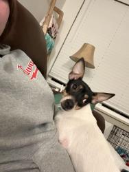 Lost Female Dog last seen Very small , McCordsville, IN 46055