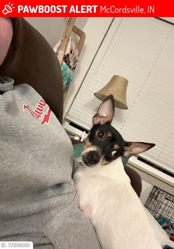 Lost Female Dog last seen Very small , McCordsville, IN 46055
