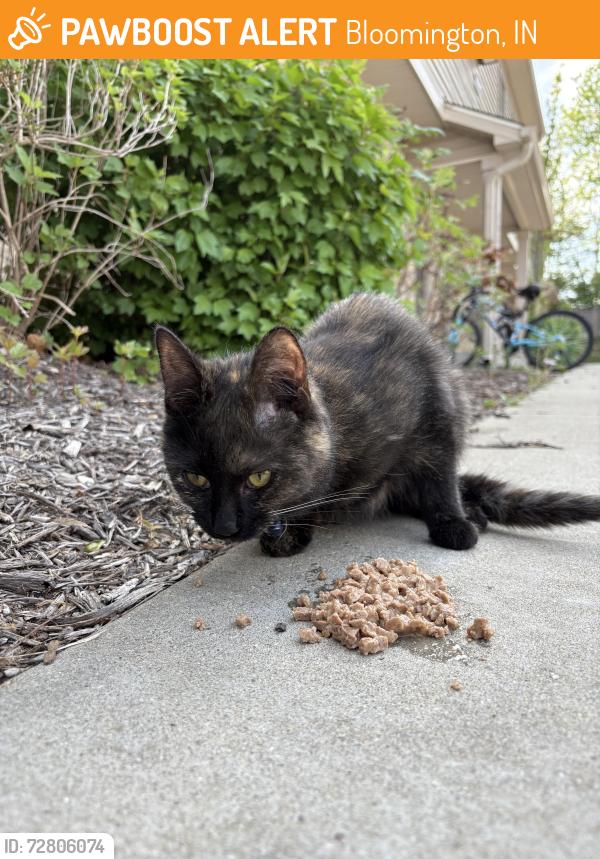 Found/Stray Female Cat last seen 17th & Monroe by Western Skateland, Bloomington, IN 47404