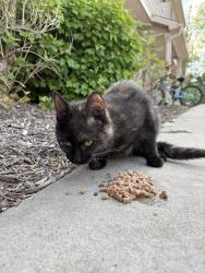 Found/Stray Female Cat last seen 17th & Monroe by Western Skateland, Bloomington, IN 47404