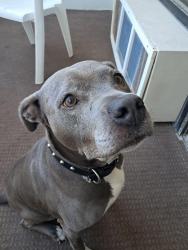 Reunited Female Dog last seen Broadway Street, Hwy 501, 5-Points, Myrtle Beach, Myrtle Beach, SC 29577