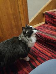 Found/Stray Unknown Cat last seen Cicero/63rd, Chicago, IL 60629