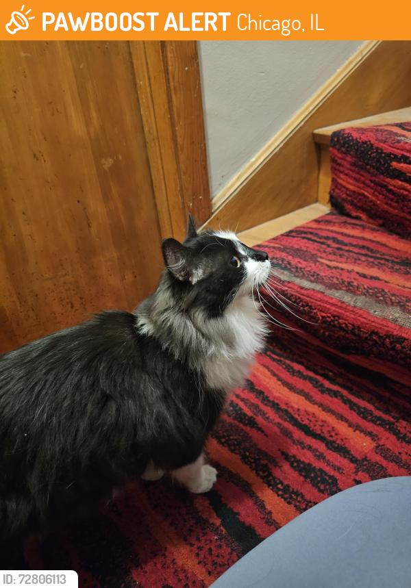 Found/Stray Unknown Cat last seen Cicero/63rd, Chicago, IL 60629