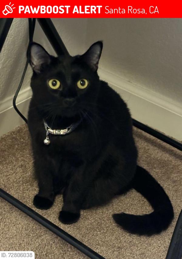 Lost Female Cat last seen Renaissance apmts, Kawana Springs Rd & Sapphire Way, Santa Rosa, CA 95404