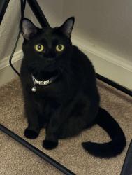 Lost Female Cat last seen Renaissance apmts, Kawana Springs Rd & Sapphire Way, Santa Rosa, CA 95404