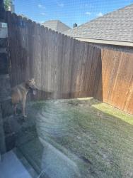 Found/Stray Unknown Dog last seen Bowie Dr and Agarito Dr, Weatherford, TX 76086