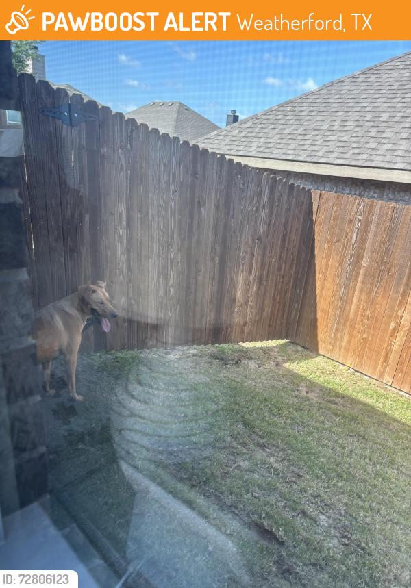 Found/Stray Unknown Dog last seen Bowie Dr and Agarito Dr, Weatherford, TX 76086