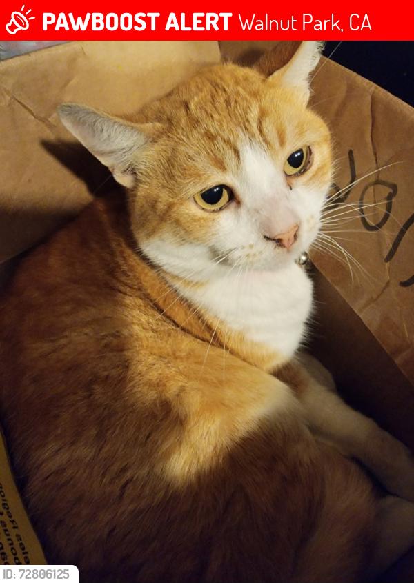 Lost Male Cat last seen Santa fe and Pacific blvd, Walnut Park, CA 90255