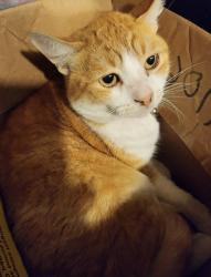 Lost Male Cat last seen Santa fe and Pacific blvd, Walnut Park, CA 90255