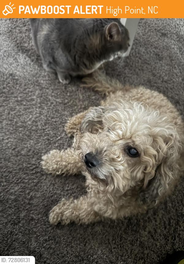 Found/Stray Male Dog last seen Meredith Street, High Point, NC 27260