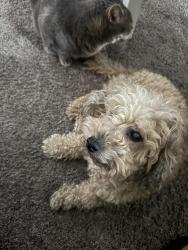 Found/Stray Male Dog last seen Meredith Street, High Point, NC 27260