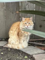 Found/Stray Unknown Cat last seen Clear Lake Street, Fremont, Fremont, CA 94555