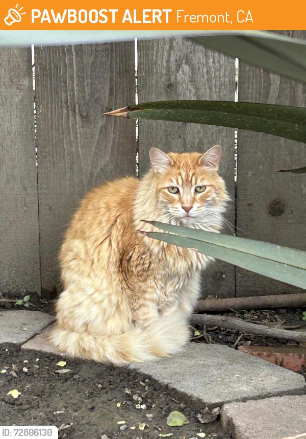 Found/Stray Unknown Cat last seen Clear Lake Street, Fremont, Fremont, CA 94555