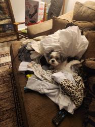 Lost Male Dog last seen W little York , Houston, TX 77084