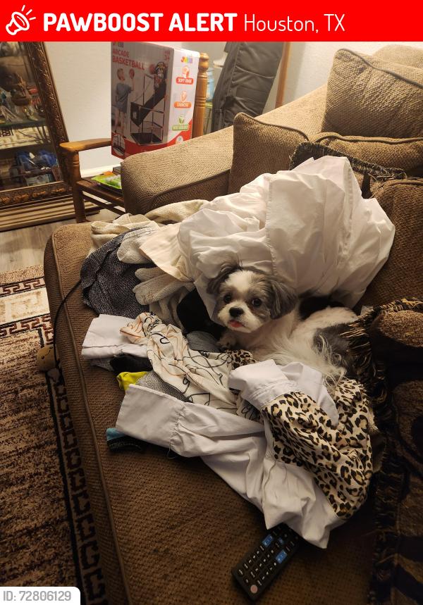 Lost Male Dog last seen W little York , Houston, TX 77084