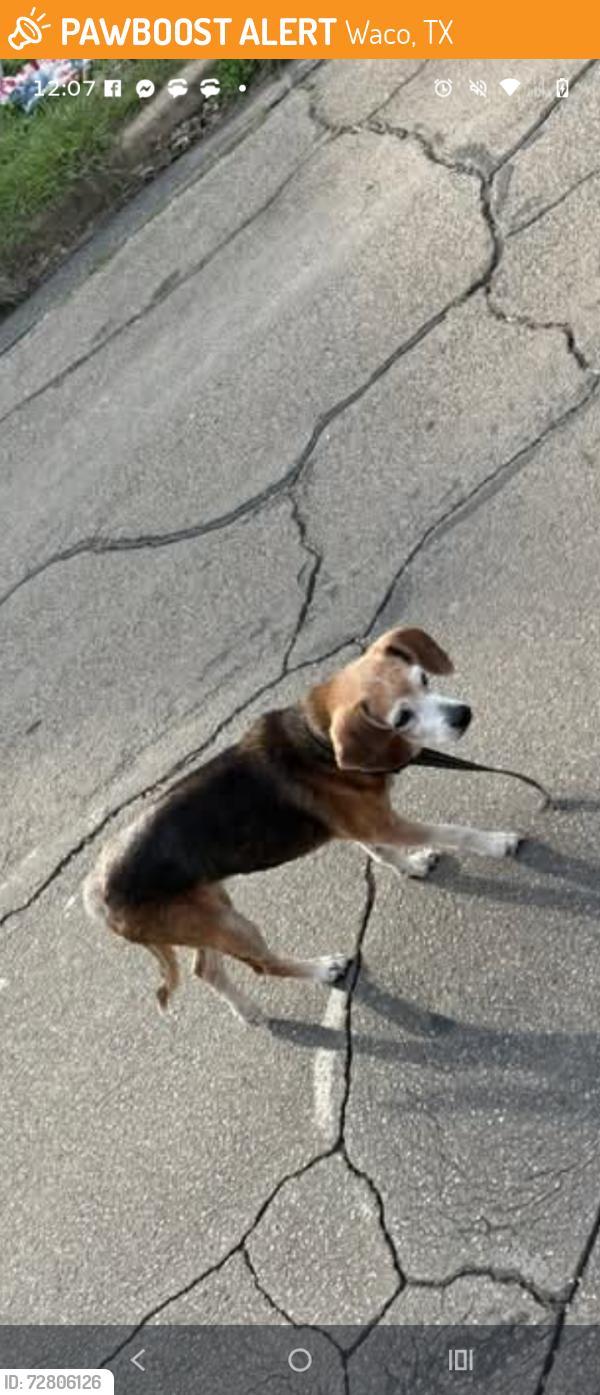 Found/Stray Unknown Dog last seen 14th St/15th St/ Clay Ave in Waco, Texas, Waco, TX 76701
