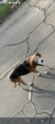 Found/Stray Unknown Dog last seen 14th St/15th St/ Clay Ave in Waco, Texas, Waco, TX 76701