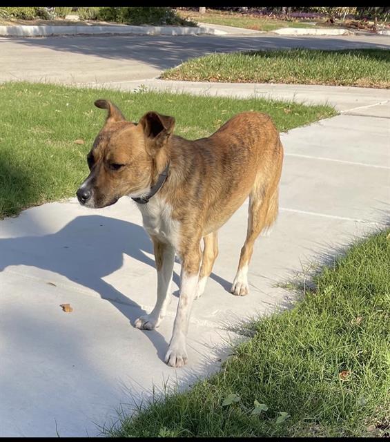 Shelter Stray Male Dog last seen KAMPMANN AND QUENTIN, San Antonio, TX 78227