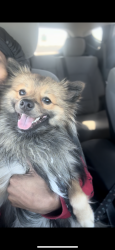 Lost Male Dog last seen Laura Koppe Rd & 59, Houston, TX 77093