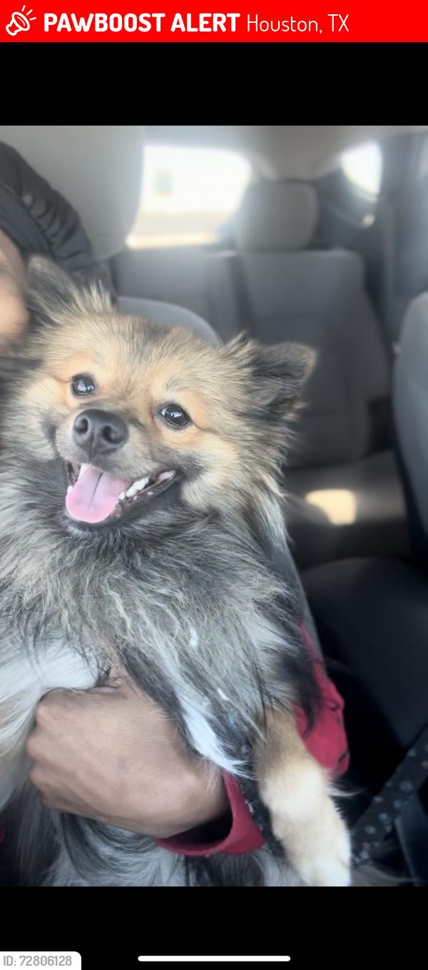 Lost Male Dog last seen Laura Koppe Rd & 59, Houston, TX 77093