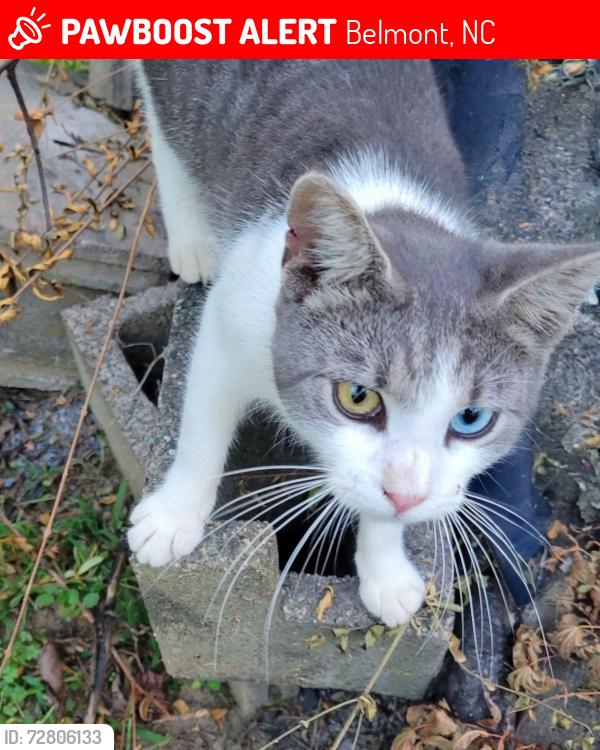 Lost Male Cat last seen Lake wylie road  , Belmont, NC 28012