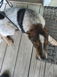 Found/Stray Female Dog last seen Walnut, Greenville, TX 75401