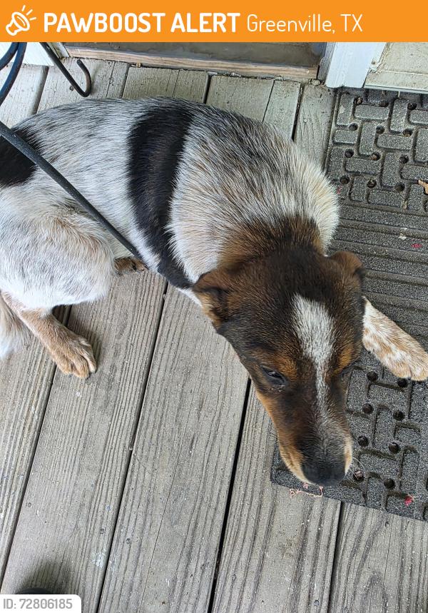 Found/Stray Female Dog last seen Walnut, Greenville, TX 75401