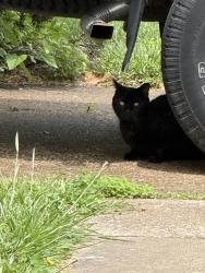Found/Stray Male Cat last seen N Smiley, E Adams, roaming around behind Prarie Farms on E State…N Smiley neighborhood, O'Fallon, IL 62269