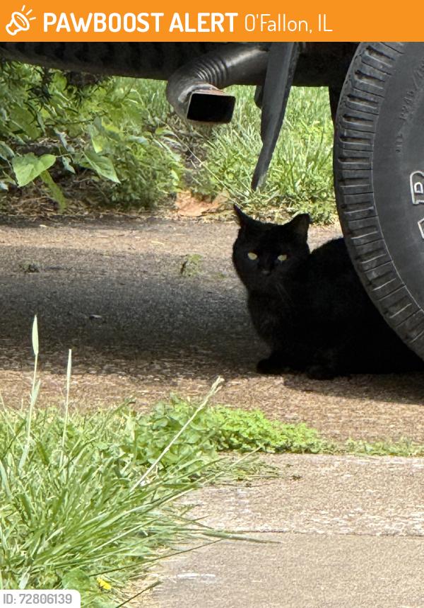 Found/Stray Male Cat last seen N Smiley, E Adams, roaming around behind Prarie Farms on E State…N Smiley neighborhood, O'Fallon, IL 62269