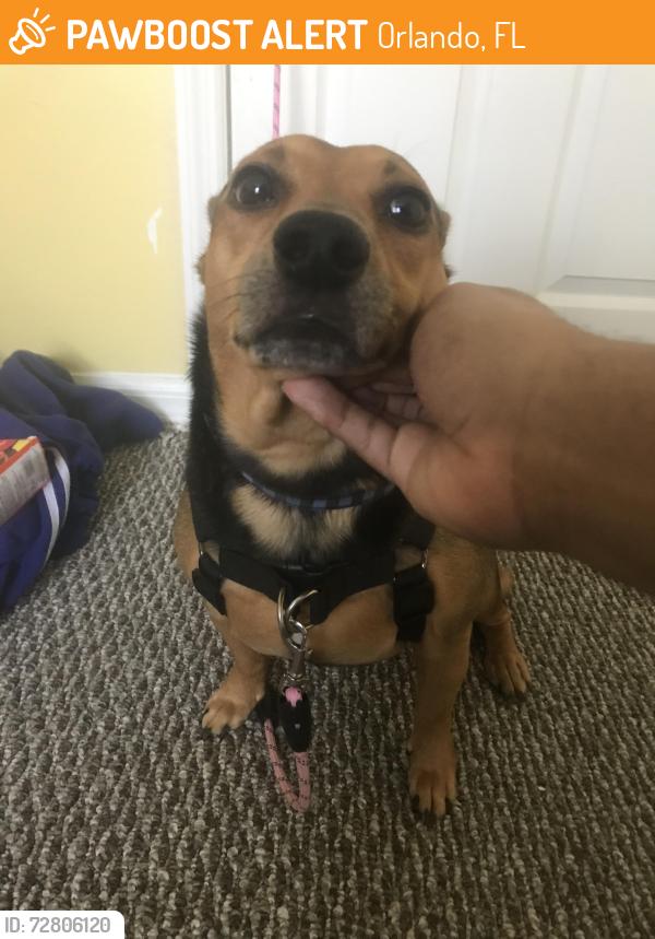 Found/Stray Male Dog last seen Animal Shelter, Orlando, FL 32811