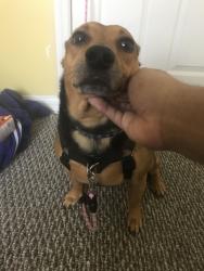 Found/Stray Male Dog last seen Animal Shelter, Orlando, FL 32811