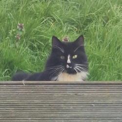 Found/Stray Unknown Cat last seen Laindon North Industrial est, Essex, England SS15 6HW