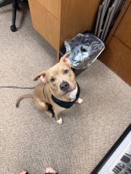 Found/Stray Male Dog last seen 6 Mile and Haggerty, Livonia, MI 48152