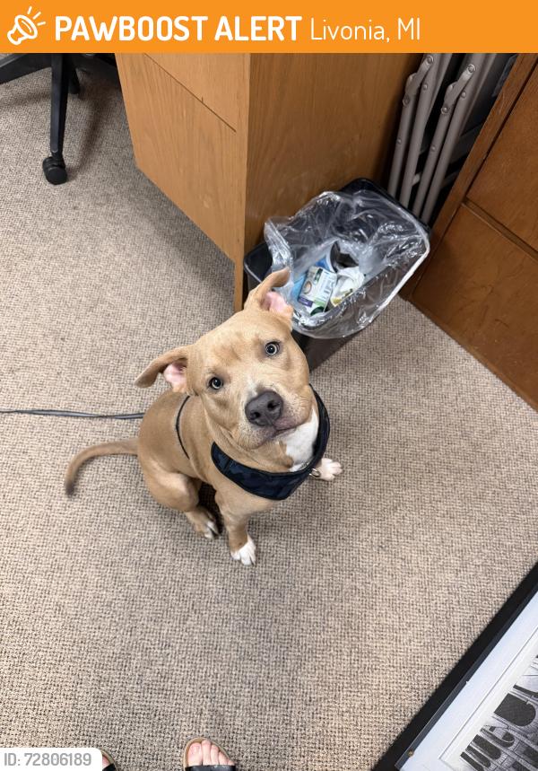Found/Stray Male Dog last seen 6 Mile and Haggerty, Livonia, MI 48152