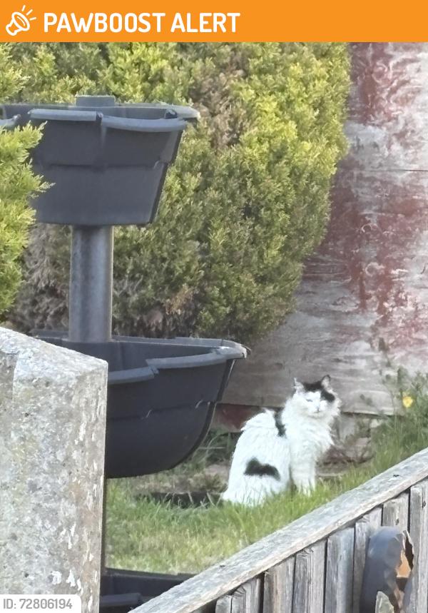 Found/Stray Female Cat last seen Salop road, West Midlands, England B68
