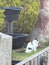 Found/Stray Female Cat last seen Salop road, West Midlands, England B68